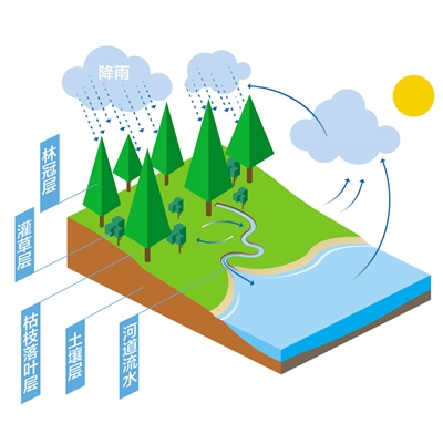 森林為什么是“水庫”？