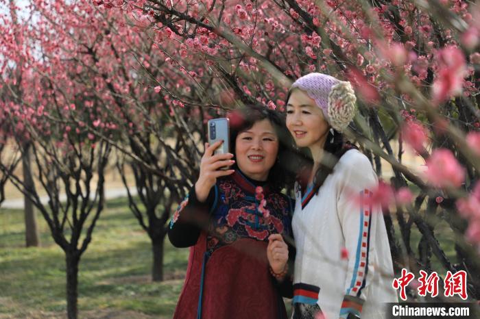 市民在梅花樹下拍照?！∴囆?qiáng) 攝