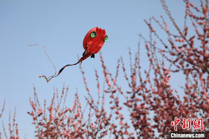 風(fēng)箏在花中飛舞?！∴囆?qiáng) 攝