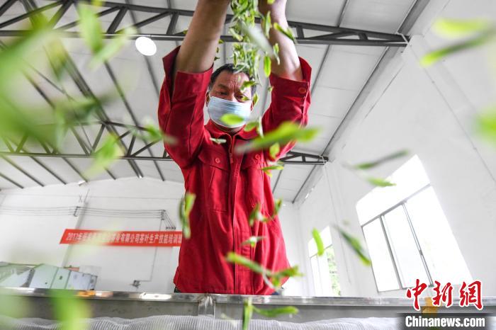 村民將茶葉攤青晾干?！钊A峰 攝