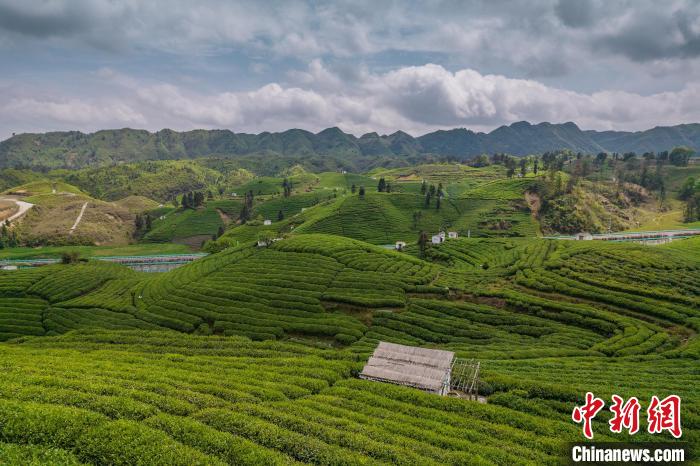 貴定縣云霧茶園?！√普?攝