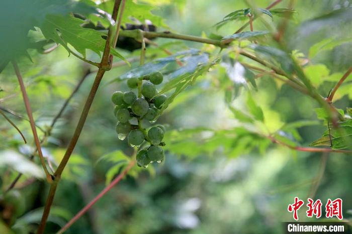 野生動物在北京：如何筑牢生物多樣性“保護網”？