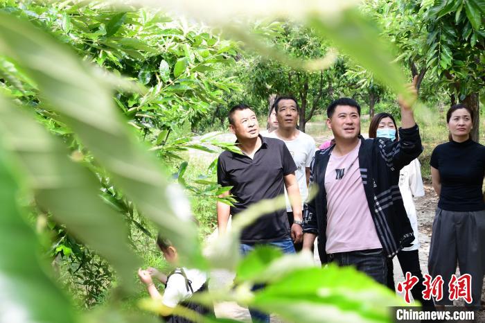 游客在欣賞栗樹花。　郝云崎 攝