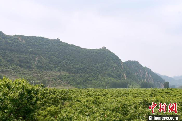 長城腳下萬畝栗花綻放，散發(fā)出淡淡清香。　郝云崎 攝