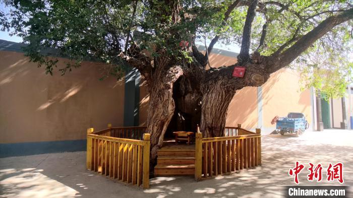 圖為阿河灘地質(zhì)文化村樹齡高達(dá)800年的空心古榆樹?！埡ｖ?攝