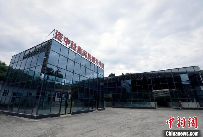 四川資中:“中國鯰魚之鄉(xiāng)”鯰魚游出致富路