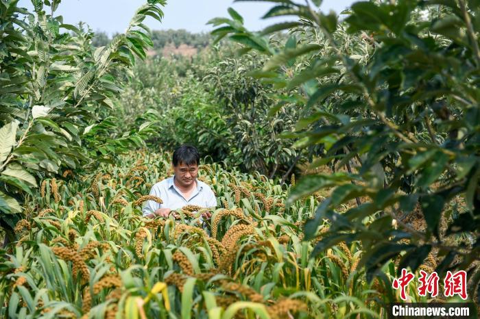 農(nóng)業(yè)專家劉正理正在查看谷子生長(zhǎng)情況?！≮w亮 攝