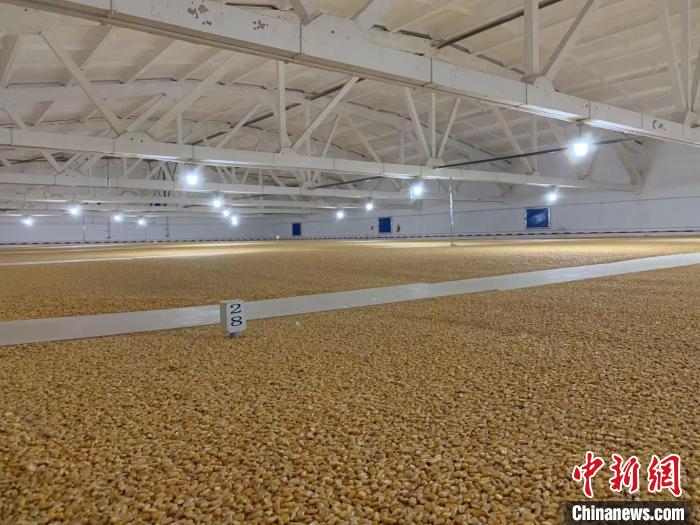 倉(cāng)內(nèi)清涼干爽、遍地金黃，上千平方米的糧食盡收眼底?！⊥趸萘?攝