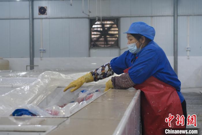 圖為一名工人正在檢查酸筍腌制情況。　劉俊聰 攝