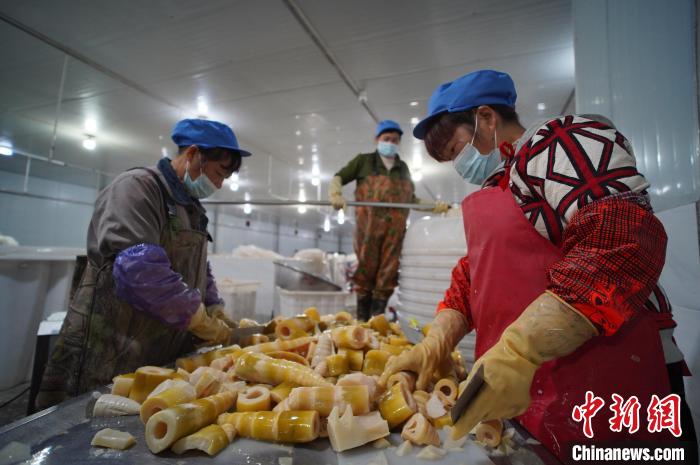 圖為多名工人正在將酸筍切成小塊?！№f國政 攝