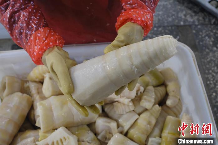 圖為整根腌制后撈出的酸筍?！⒖÷?攝