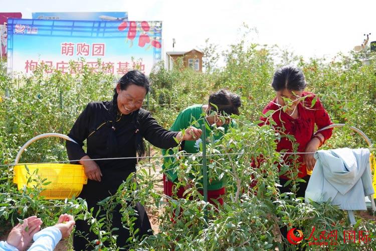 中寧縣來自西海固的移民大姐們一邊采摘新鮮枸杞一邊歌唱，笑由心生。人民網(wǎng)記者 何蒨攝