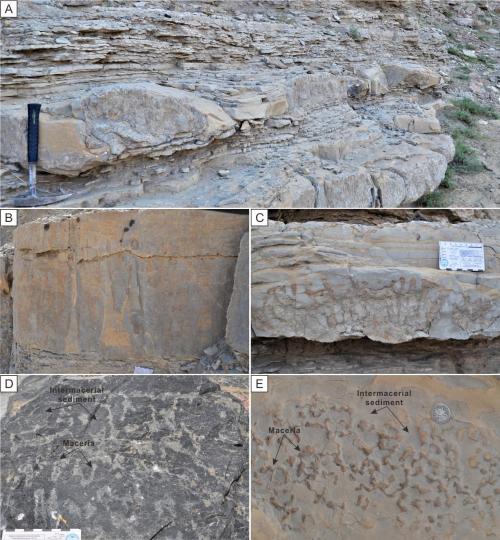寒武系生物礁沉積模式示意圖?！∧瞎潘?供圖