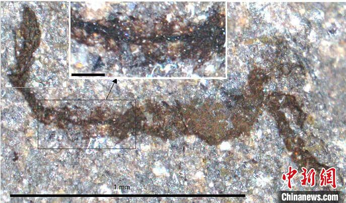 一個類似于寒武紀(jì)大附肢綱節(jié)肢動物Yohoia的新物種(圖片來自Joe Botting)?！∈┢樟指瘛ぷ匀?供圖