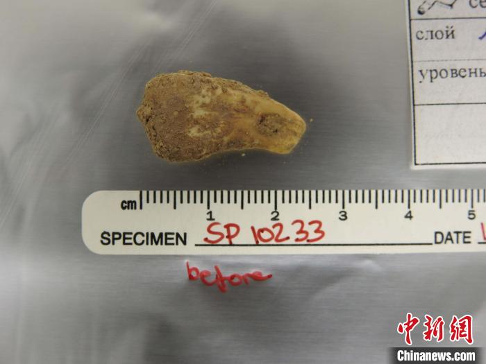 打孔鹿牙墜飾提取DNA前(圖片來(lái)自馬克斯·普朗克演化人類(lèi)學(xué)研究所)?！∈┢樟指瘛ぷ匀?供圖