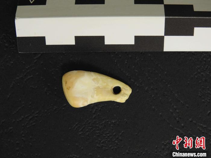 在南西伯利亞丹尼索瓦洞發(fā)現(xiàn)的打孔鹿牙墜飾(圖片來(lái)自馬克斯·普朗克演化人類(lèi)學(xué)研究所)?！∈┢樟指瘛ぷ匀?供圖