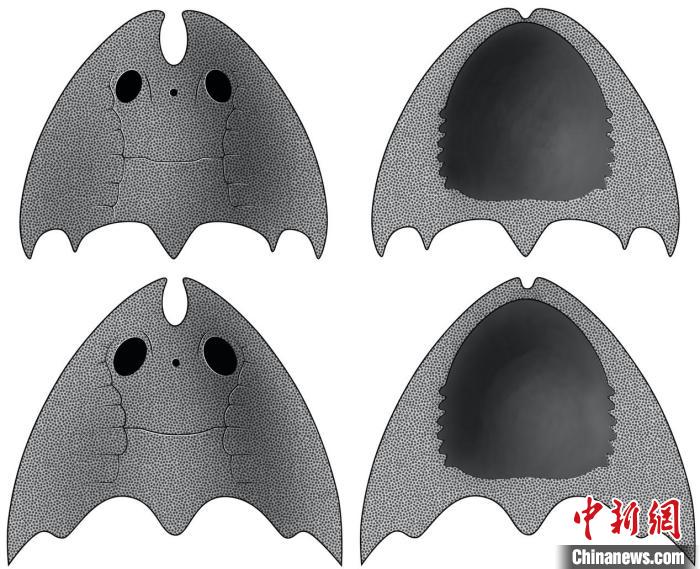 九江江夏魚(上)和后棘江夏魚(下)(史愛娟/繪)?！≈锌圃汗偶棺邓?供圖