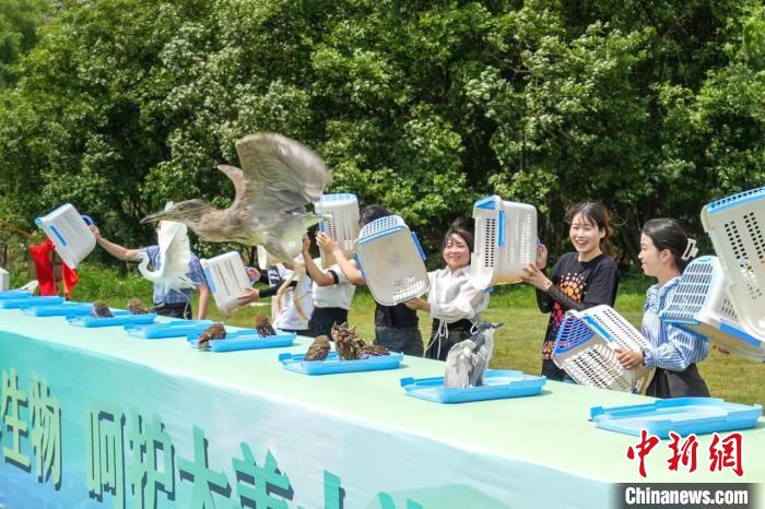 珍稀野生鳥(niǎo)類放生現(xiàn)場(chǎng) 吳拯 攝