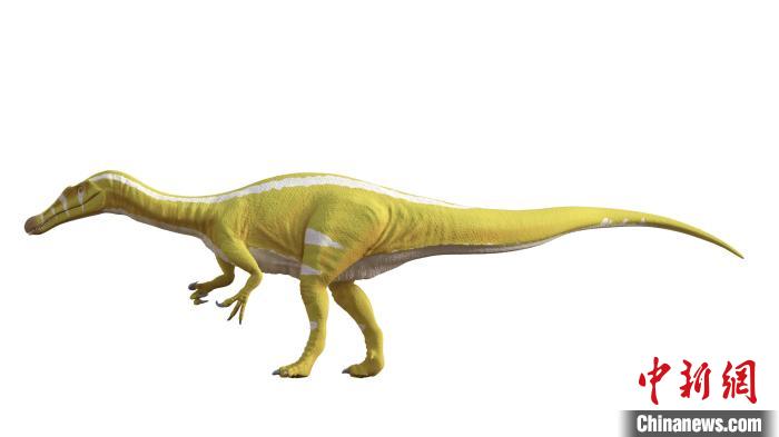 棘龍類新物種Protathlitis cinctorrensis(圖源Grup Guix)?！∈┢樟指瘛ぷ匀?供圖