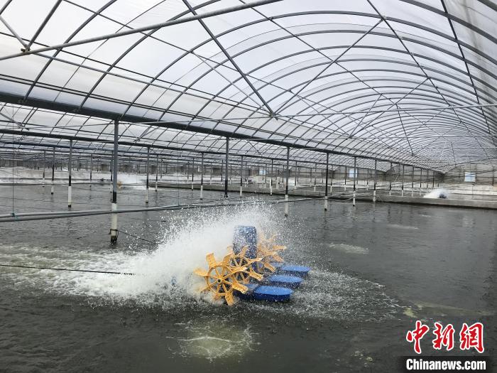 南美白對蝦養(yǎng)殖基地。　象山蝦蟹科技小院供圖