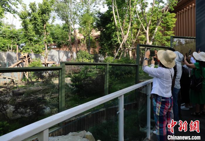 海外華文媒體近距離參觀大熊貓，探尋大熊貓的“大運(yùn)情緣”?！⊥趵?攝