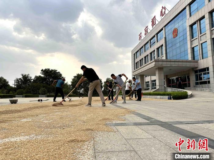 平原縣組織志愿者幫助農(nóng)民晾曬小麥?！垈?攝