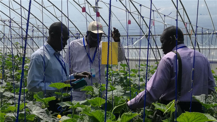 孫釗向當(dāng)?shù)剞r(nóng)戶(hù)講解粘蟲(chóng)板工作原理。受訪者供圖