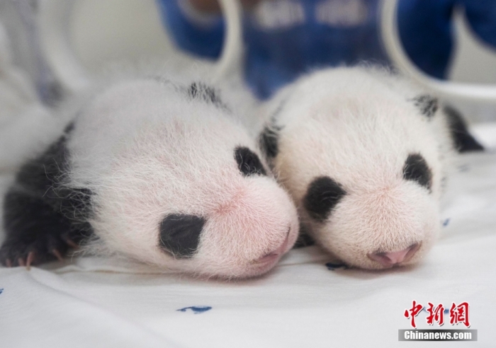 當(dāng)?shù)貢r(shí)間8月7日，韓國三星愛寶樂園公布雌性雙胞胎大熊貓幼崽(左為姐姐，右為妹妹)于6日拍攝的滿月照。愛寶樂園 供圖