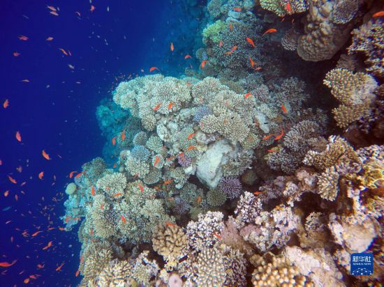  這是10月2日在埃及西奈半島達(dá)哈布藍(lán)洞內(nèi)拍攝的珊瑚和魚(yú)類。新華社記者 隋先凱 攝