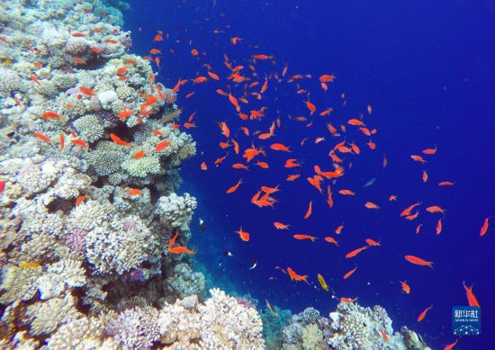  這是10月2日在埃及西奈半島達(dá)哈布藍(lán)洞內(nèi)拍攝的珊瑚和魚(yú)類。新華社記者 隋先凱 攝