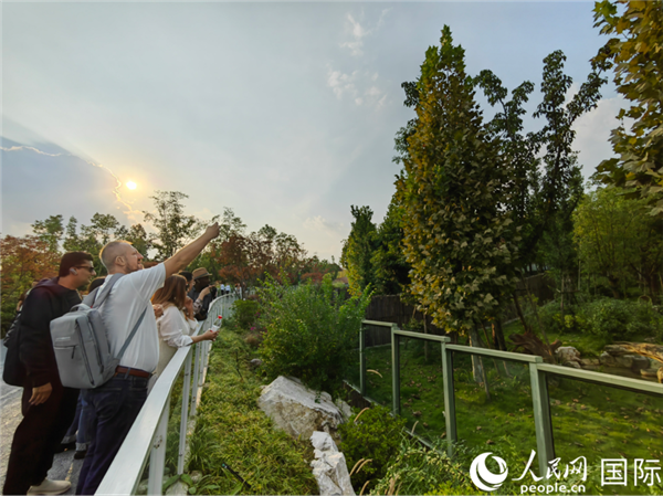 （“絲路獎”獲獎嘉賓在參觀成都大熊貓繁育研究基地。本報(bào)記者 王影迪攝）