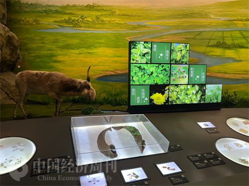   （中醫(yī)藥博物館展出的各類中藥材令人應(yīng)接不暇。中國經(jīng)濟(jì)周刊記者 郭志強(qiáng) 攝）