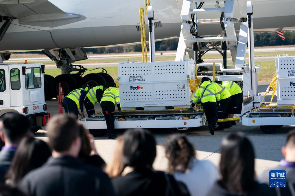 11月8日，在美國弗吉尼亞州的華盛頓杜勒斯國際機場，裝有大熊貓的特制“旅行包廂”準備運上專機。新華社記者劉杰攝