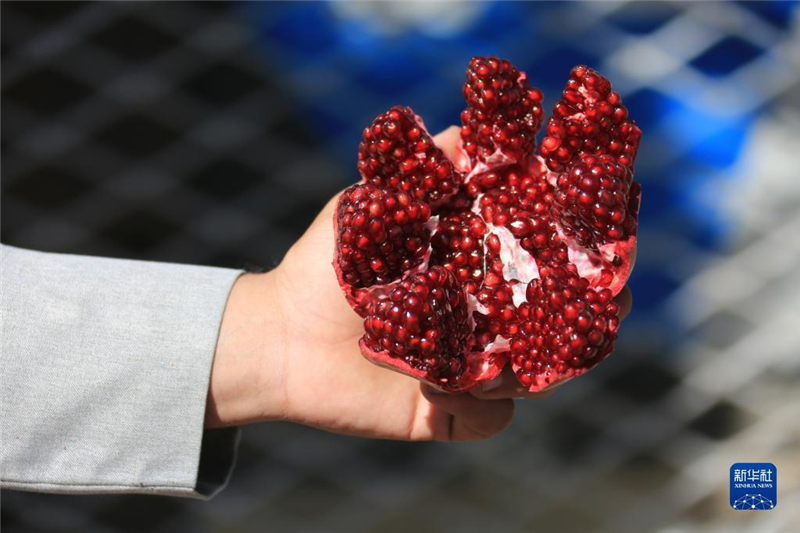 11月10日，在阿富汗首都喀布爾，商販展示產(chǎn)自阿富汗南部坎大哈省的石榴。新華社發(fā)（塞夫拉赫曼·薩菲攝）
