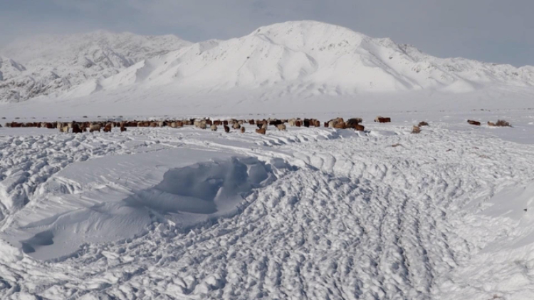 蒙古國近日發(fā)生雪災(zāi)。圖片來源：蒙政府網(wǎng)站