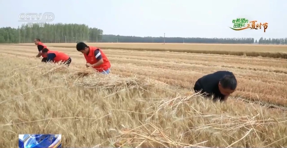 “三夏”生產(chǎn)思維導(dǎo)圖安排上了！還有政府大院等你來“曬”