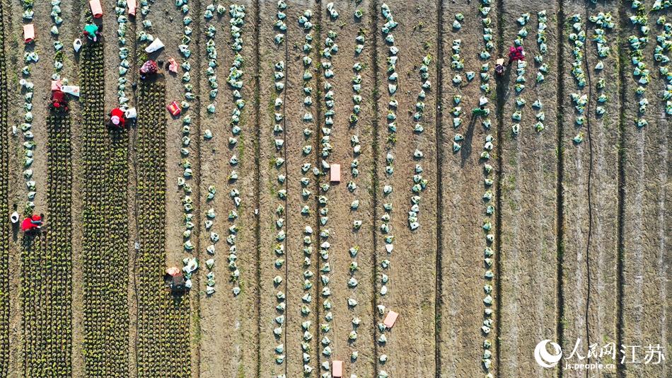 效佐社區(qū)村民對(duì)苗木進(jìn)行田間管理。丁華明攝