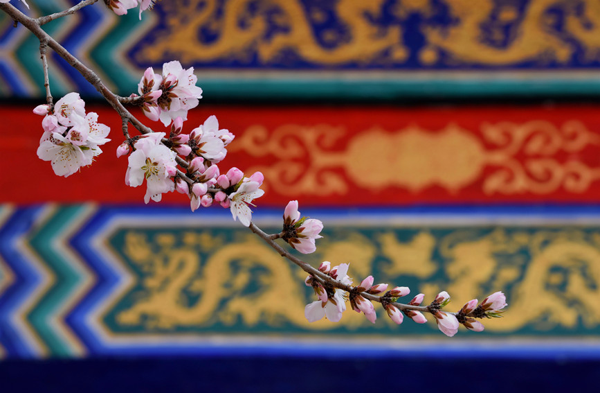 “云”賞桃花相映紅。紅橋區(qū)委宣傳部供圖