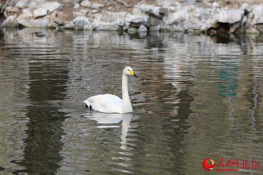 北京動(dòng)物園水禽湖上，水鳥游弋其中，傳遞春的消息。人民網(wǎng) 尹星云攝