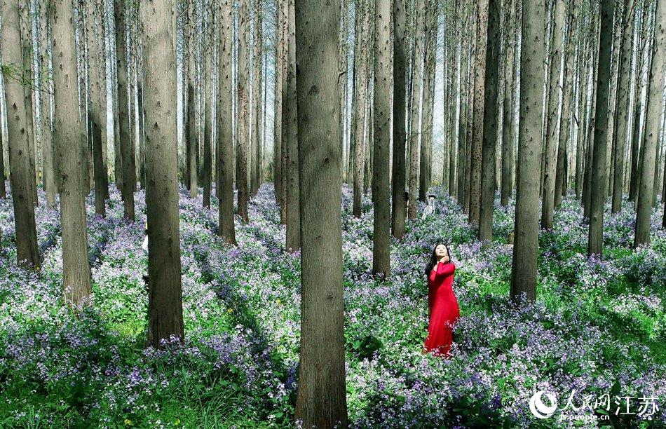 大地好像鋪上了夢(mèng)幻般的地毯，分外迷人。陳義寶攝
