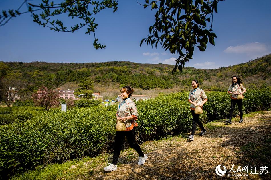 茶農(nóng)走進(jìn)茶園。浦克承攝