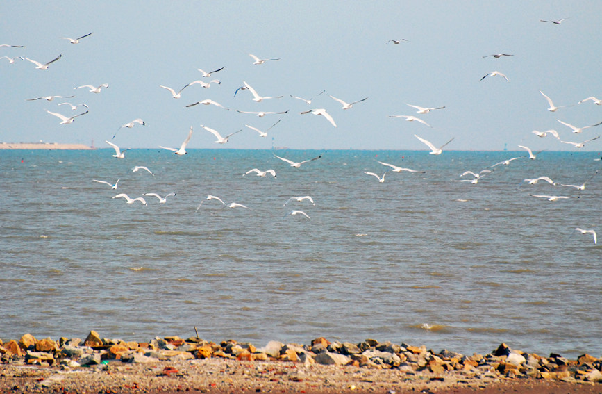 “鳥中大熊貓”遺鷗飛抵濱城。戈榮喜攝