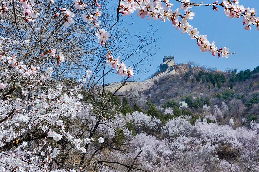 眼下，八達(dá)嶺長(zhǎng)城內(nèi)外春花爭(zhēng)艷。陸軍攝