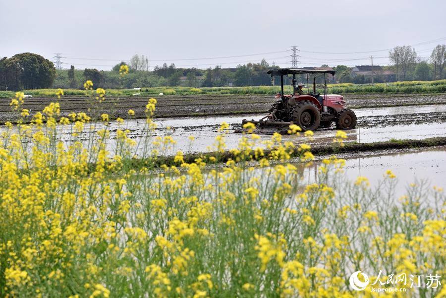 第一批早稻開始插播。崔煒攝