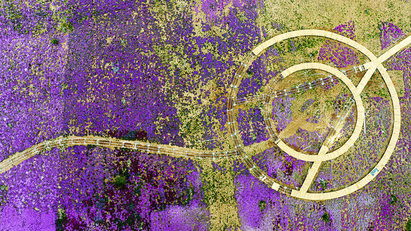 邯鄲市復(fù)興區(qū)德豐生態(tài)園的300畝芝櫻花進入最佳觀賞期。放眼望去，五彩音符和豎琴造型下的芝櫻花恰似披上了一層色彩斑斕的錦緞，蔚為壯觀。聶長青攝