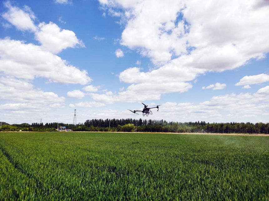 河北省遷安市扣莊鎮(zhèn)海沃之豐合作社利用植保無人機(jī)進(jìn)行“一噴三防”作業(yè)。 張友青攝
