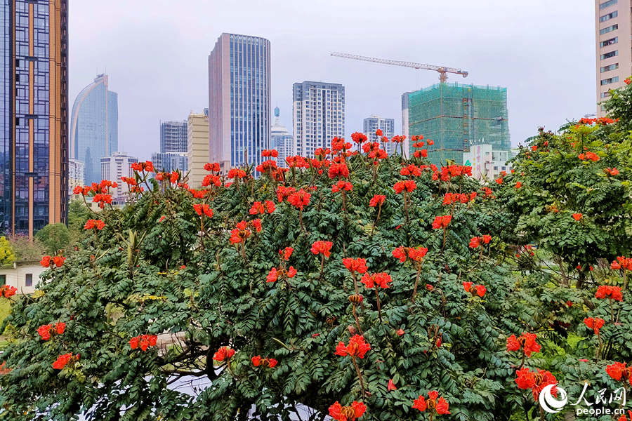 廈門火焰木進(jìn)入盛放期。人民網(wǎng) 陳博攝