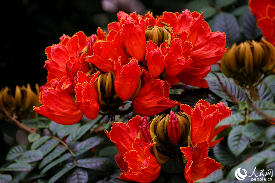 一朵朵紅花在枝葉頂端綻放。人民網(wǎng) 陳博攝