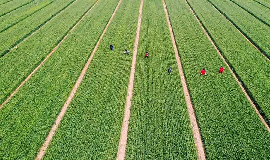 山東省鄒平市蔡家村高標準農(nóng)田，農(nóng)民在進行去雜作業(yè)。