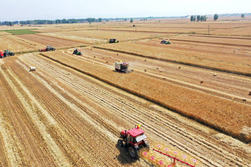 收割現(xiàn)場(chǎng)。吳波攝